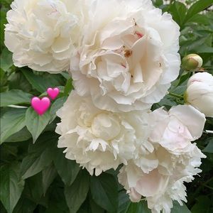 Meet your Posher, Mildred